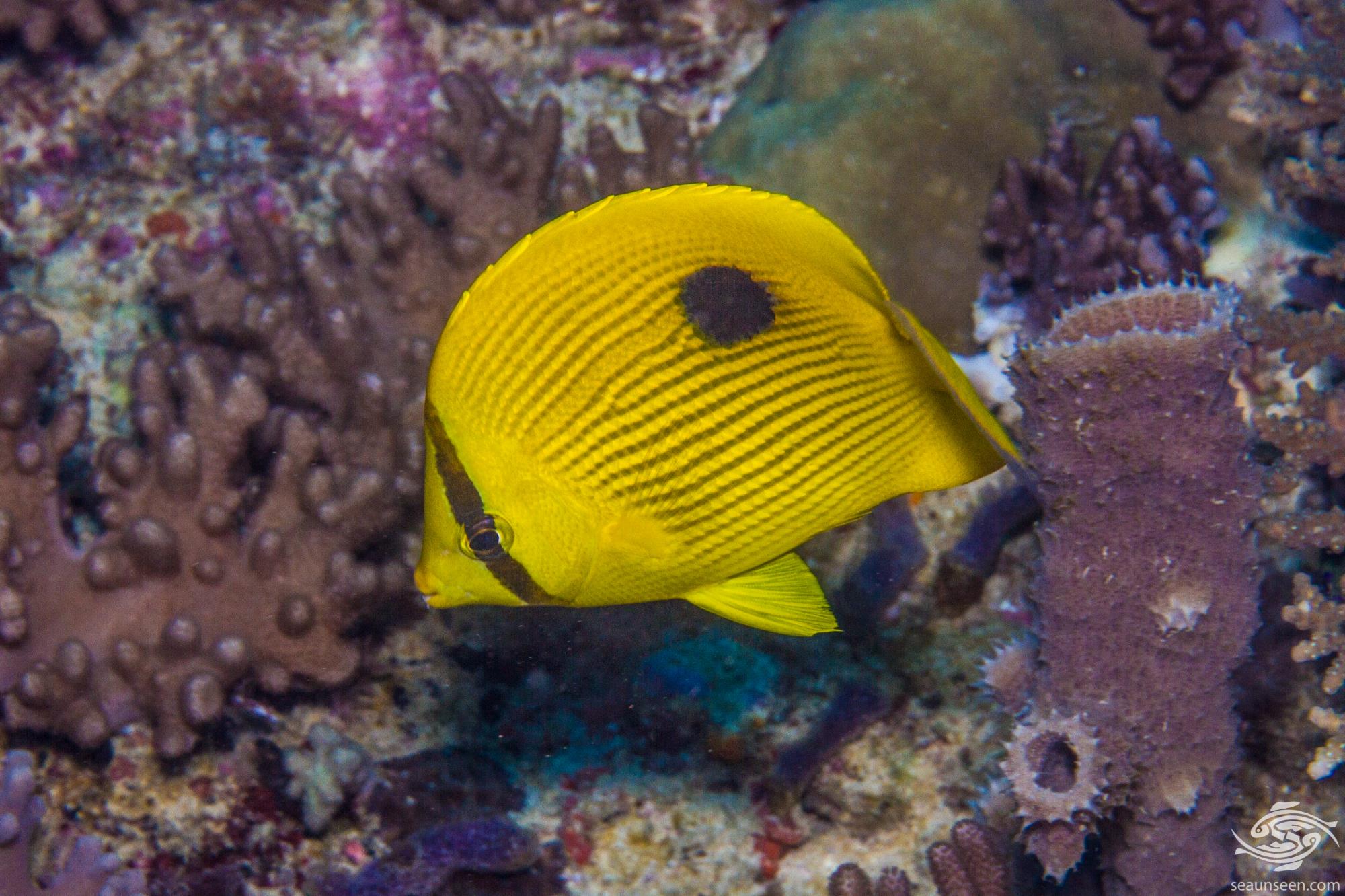 Zanzibar Butterfly