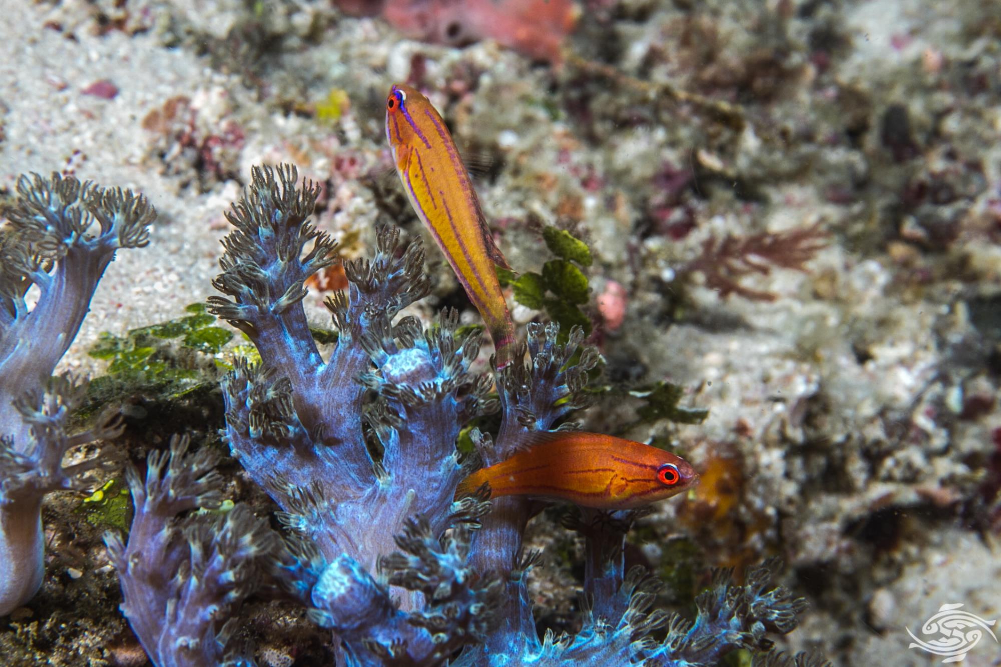 Bruce Wrasse