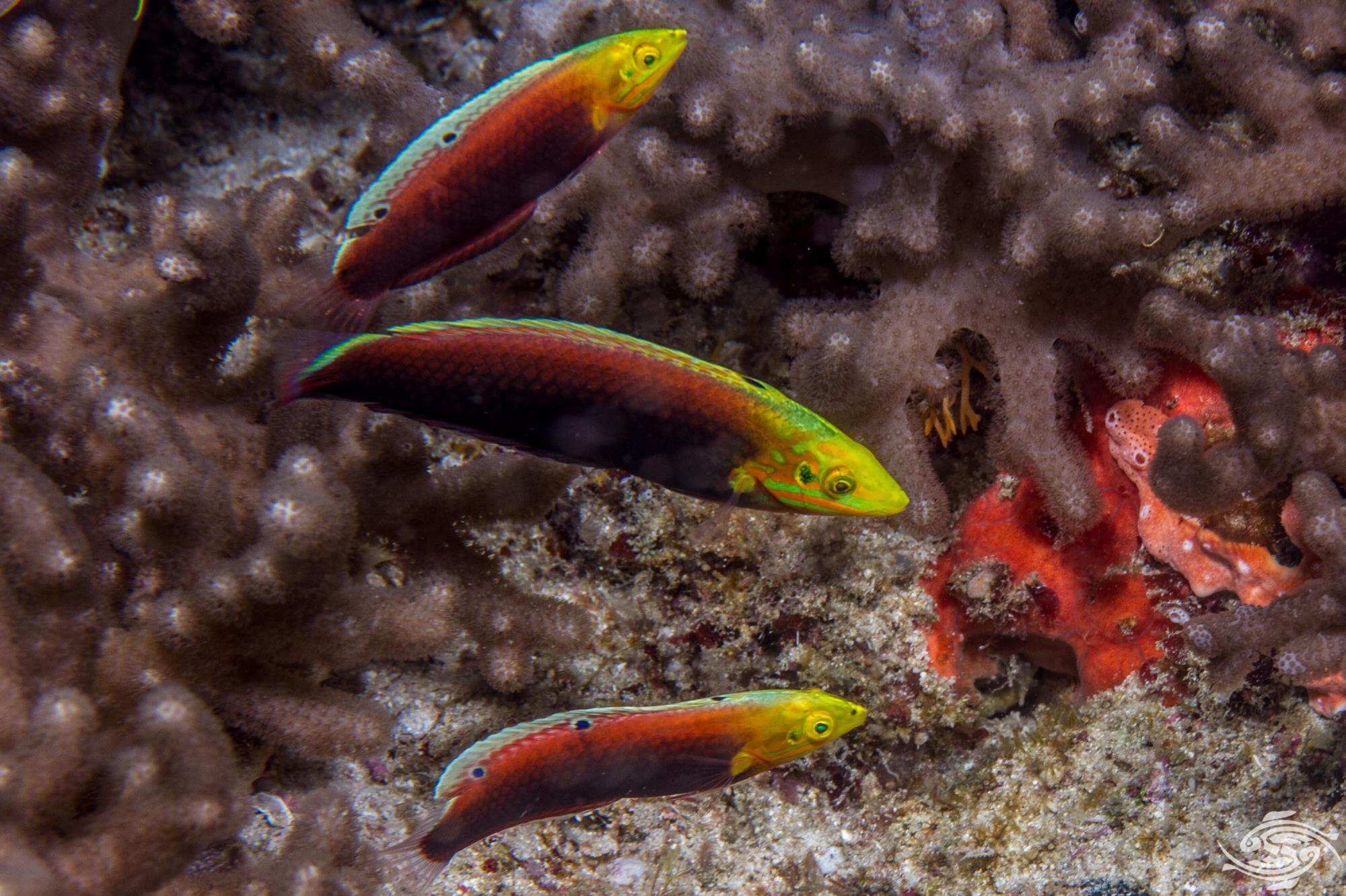 Simons Wrasse