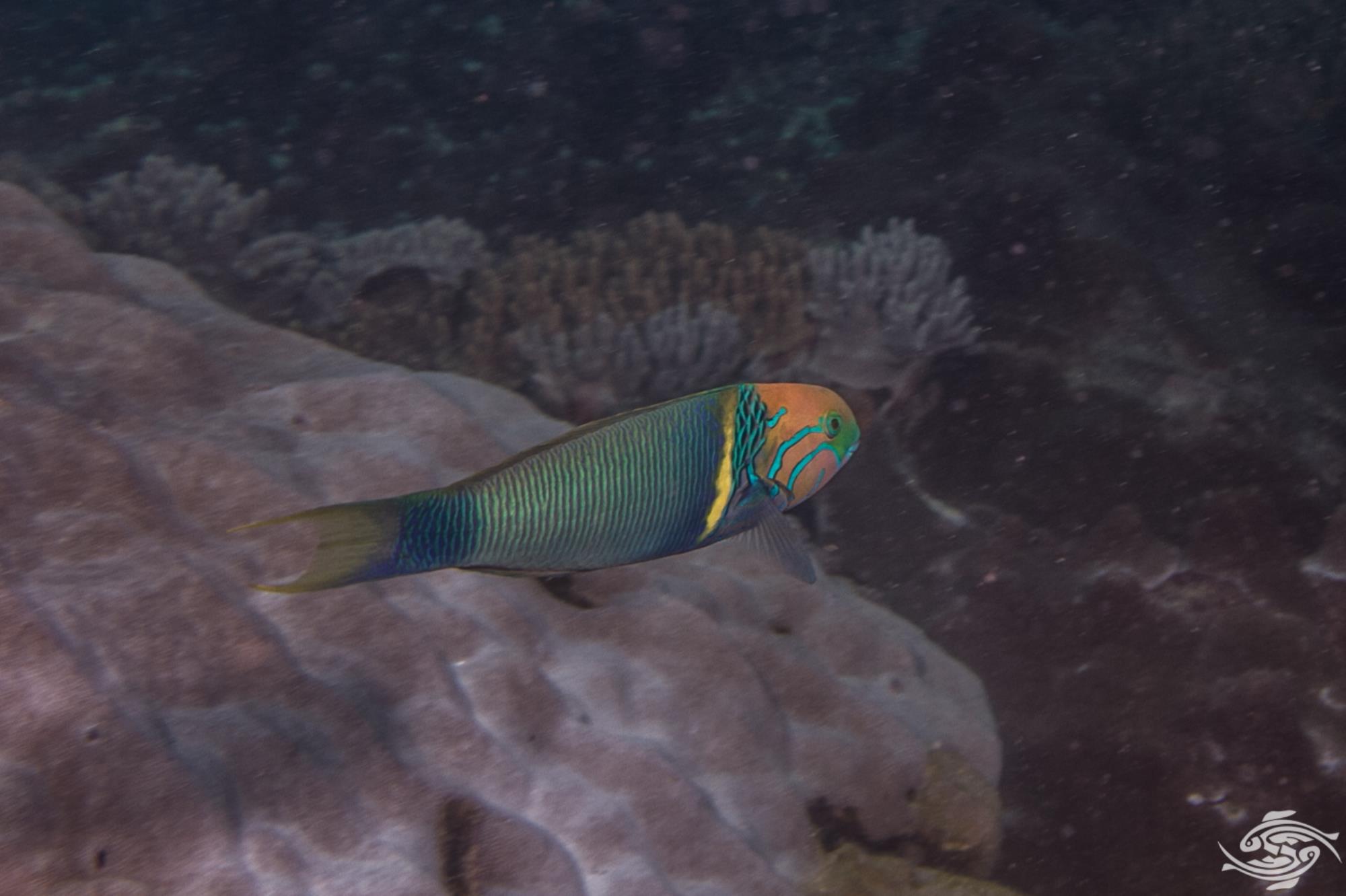 Yellow Shoulder Wrasse