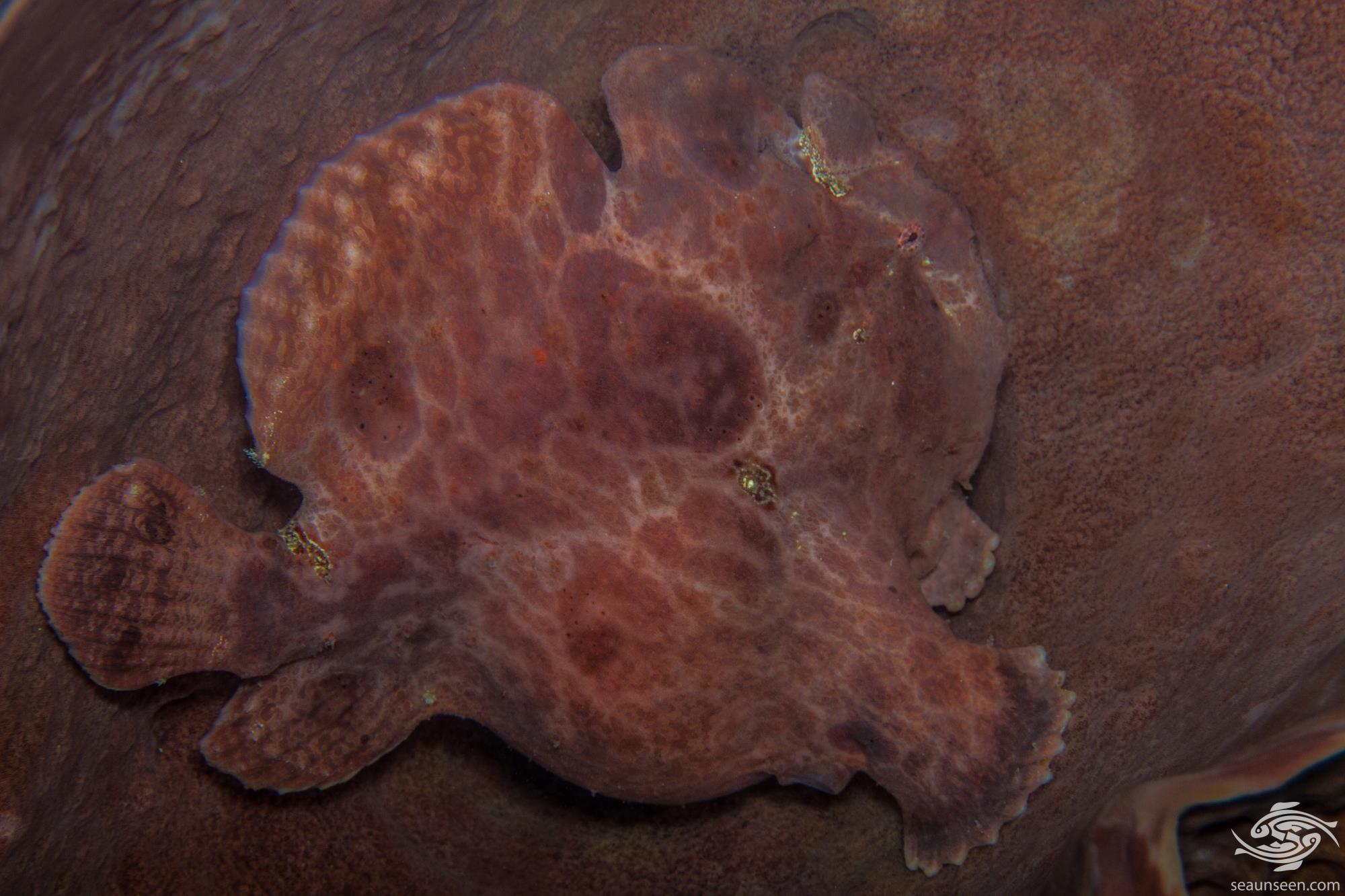 Frogfish