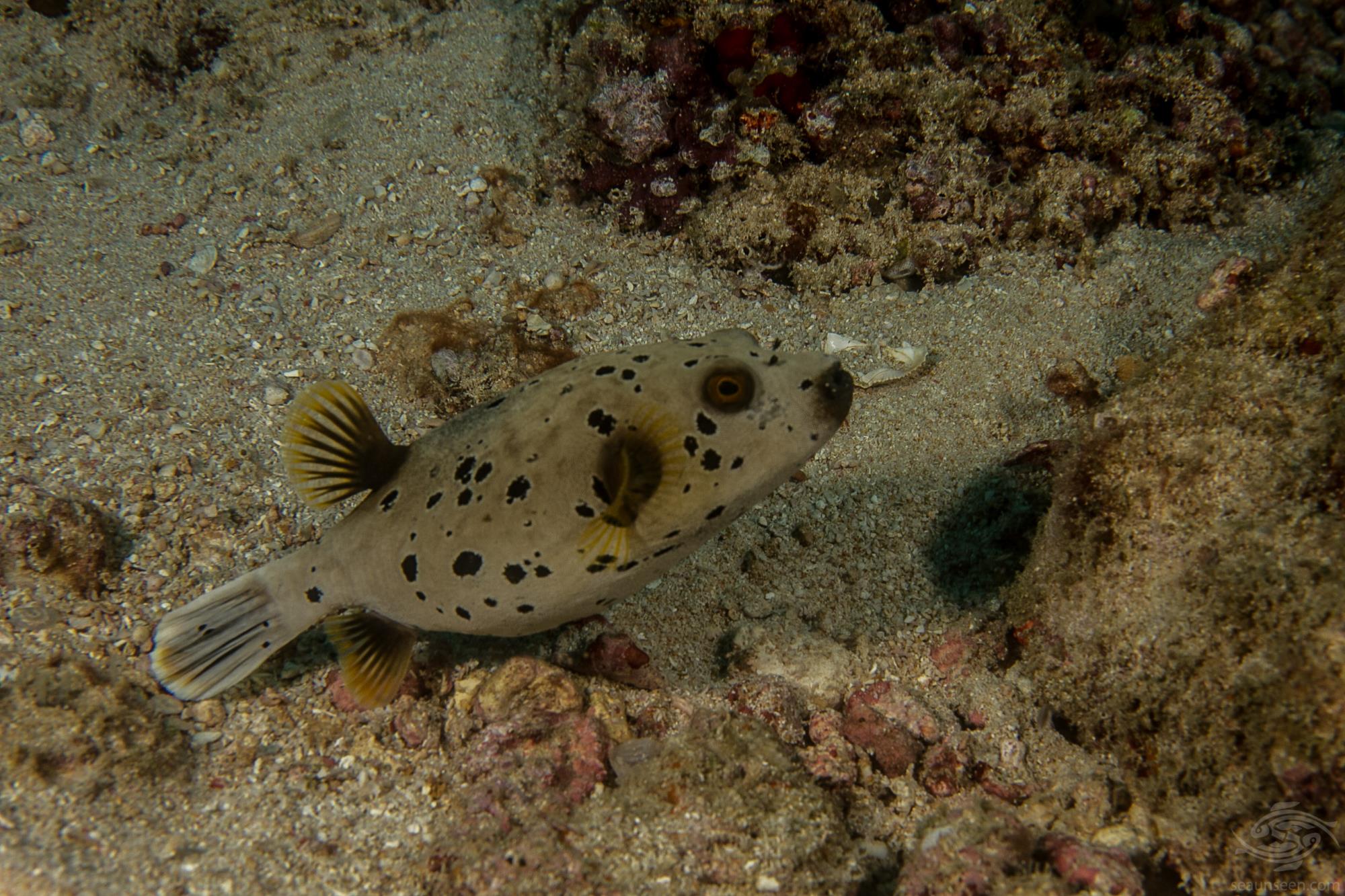 Dog Face Puffer