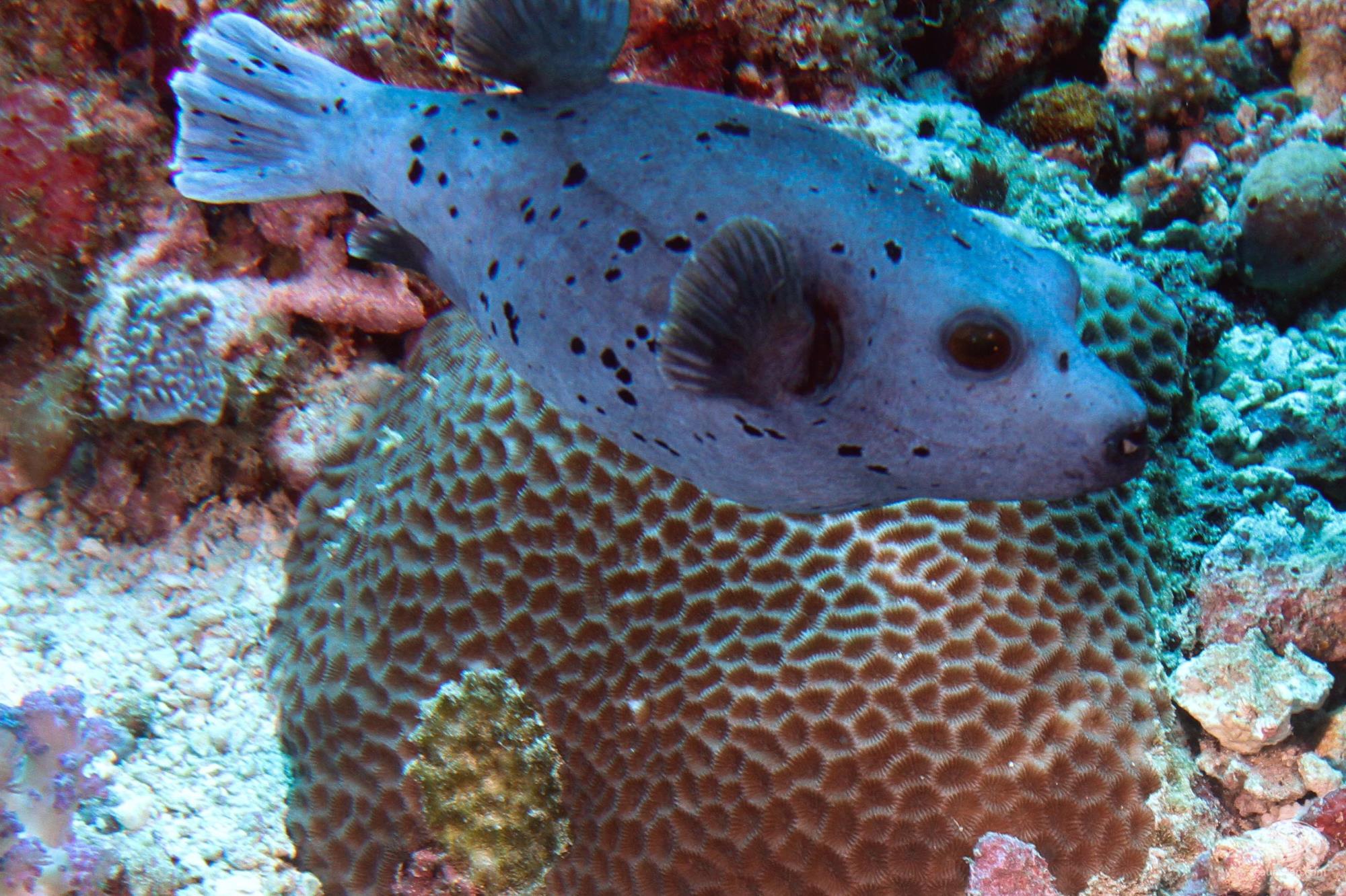 Bright Blue Puffer