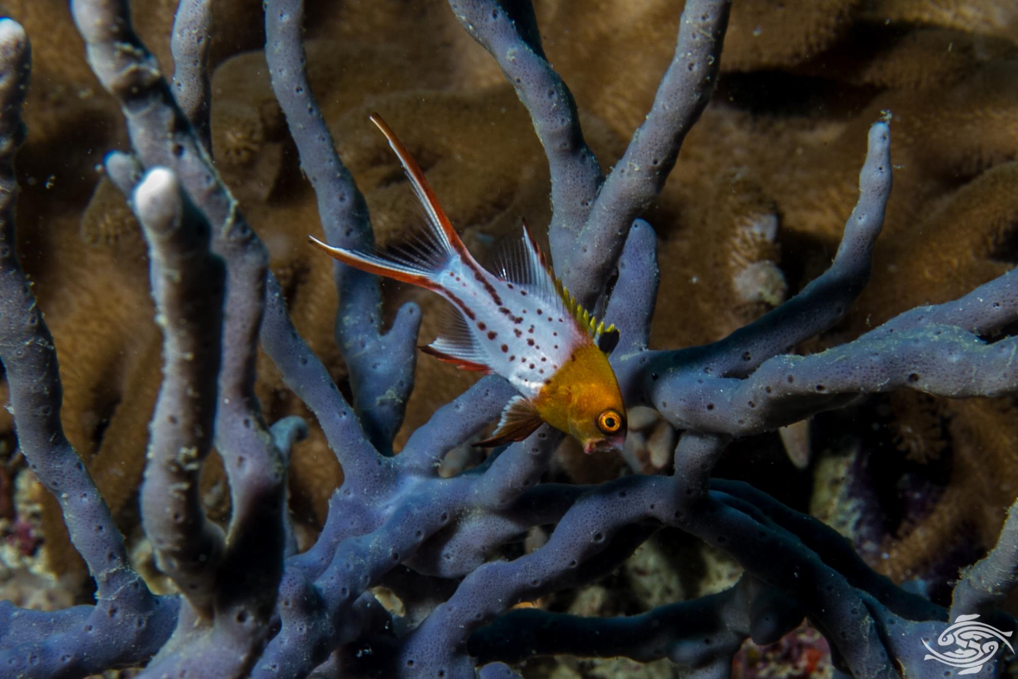 Lyretail Hogfish