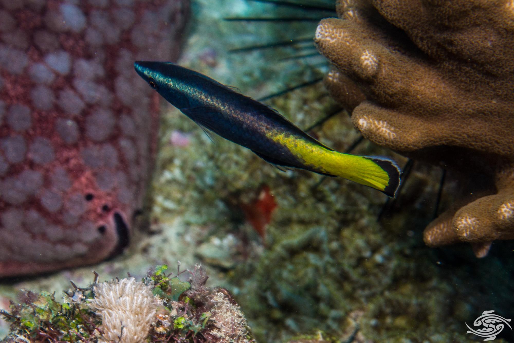Bicolor Cleaner Wrasse