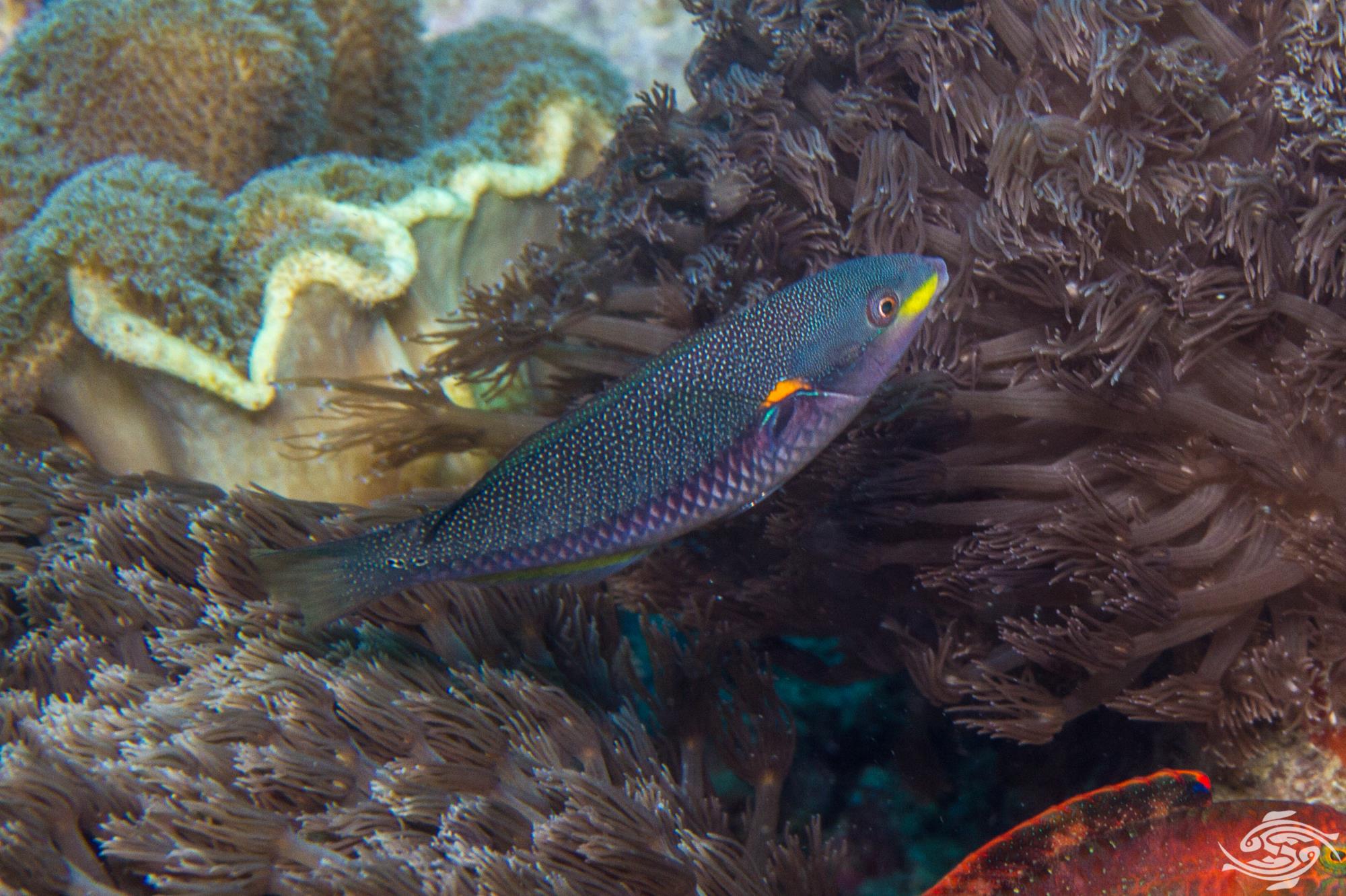 Neon Lined Wrasse