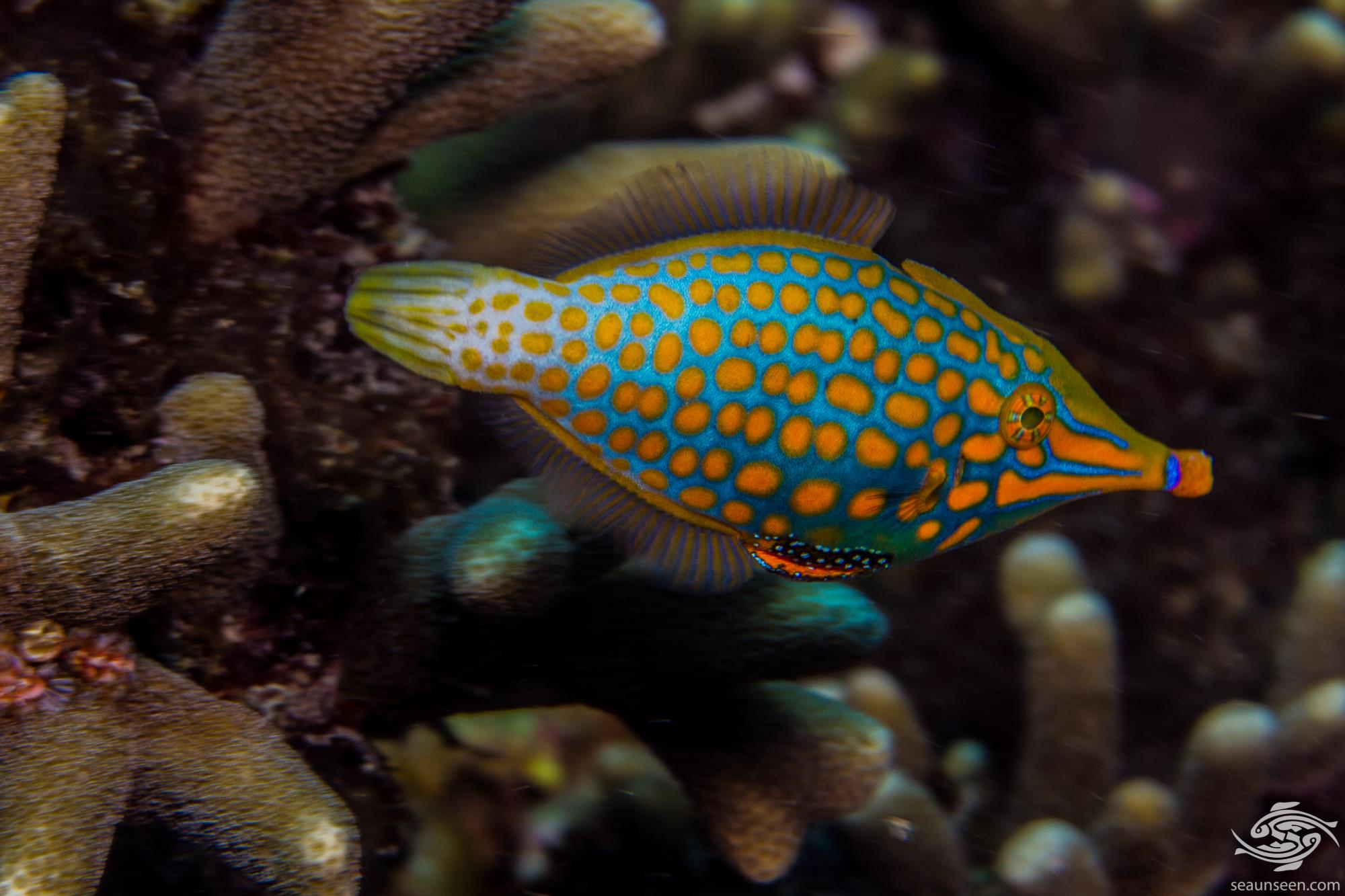 Long Nose Filefish