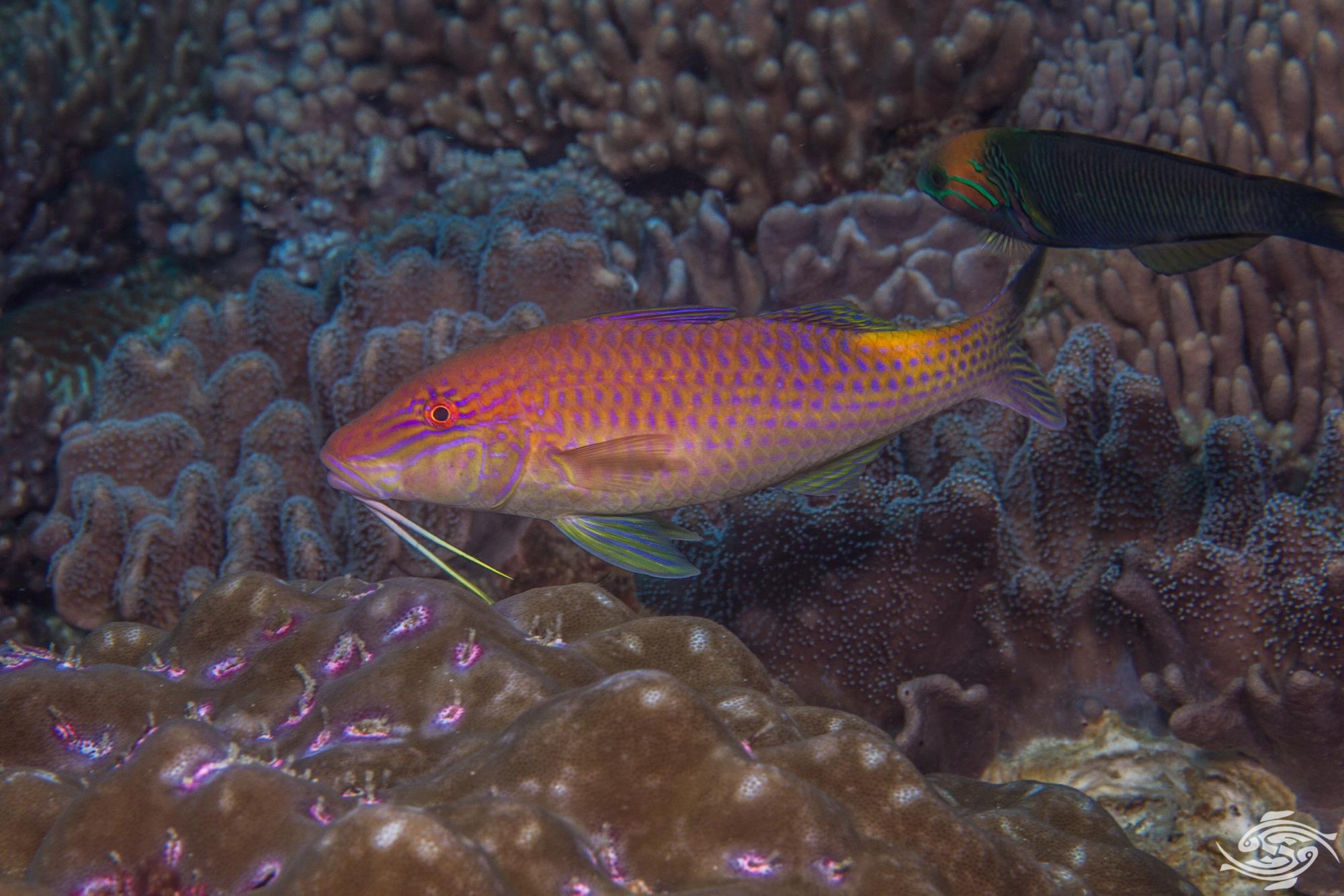 Yellow Goatfish