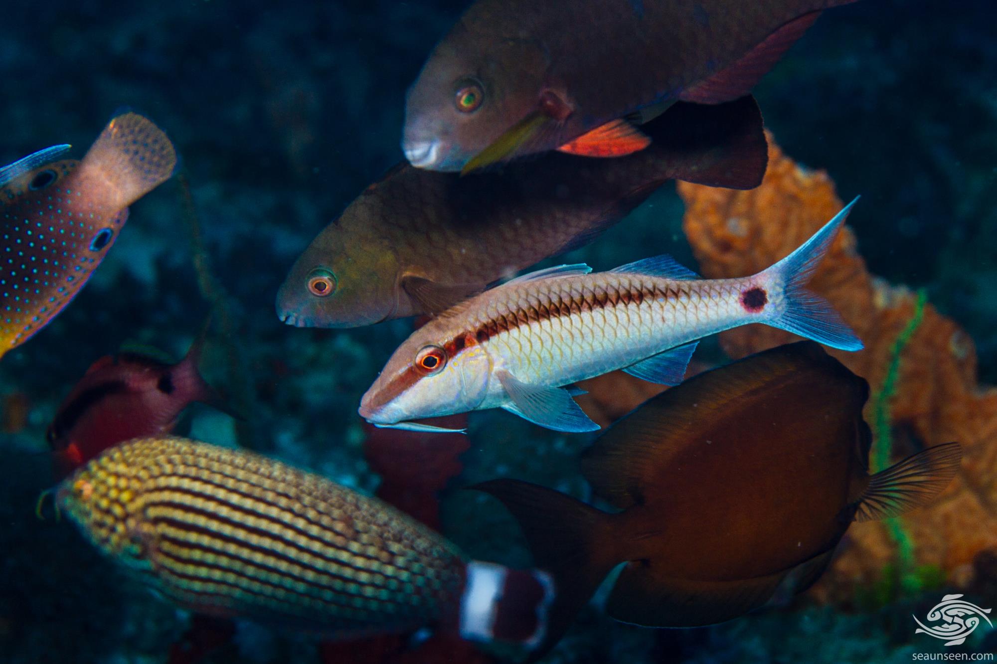 Common Goatfish