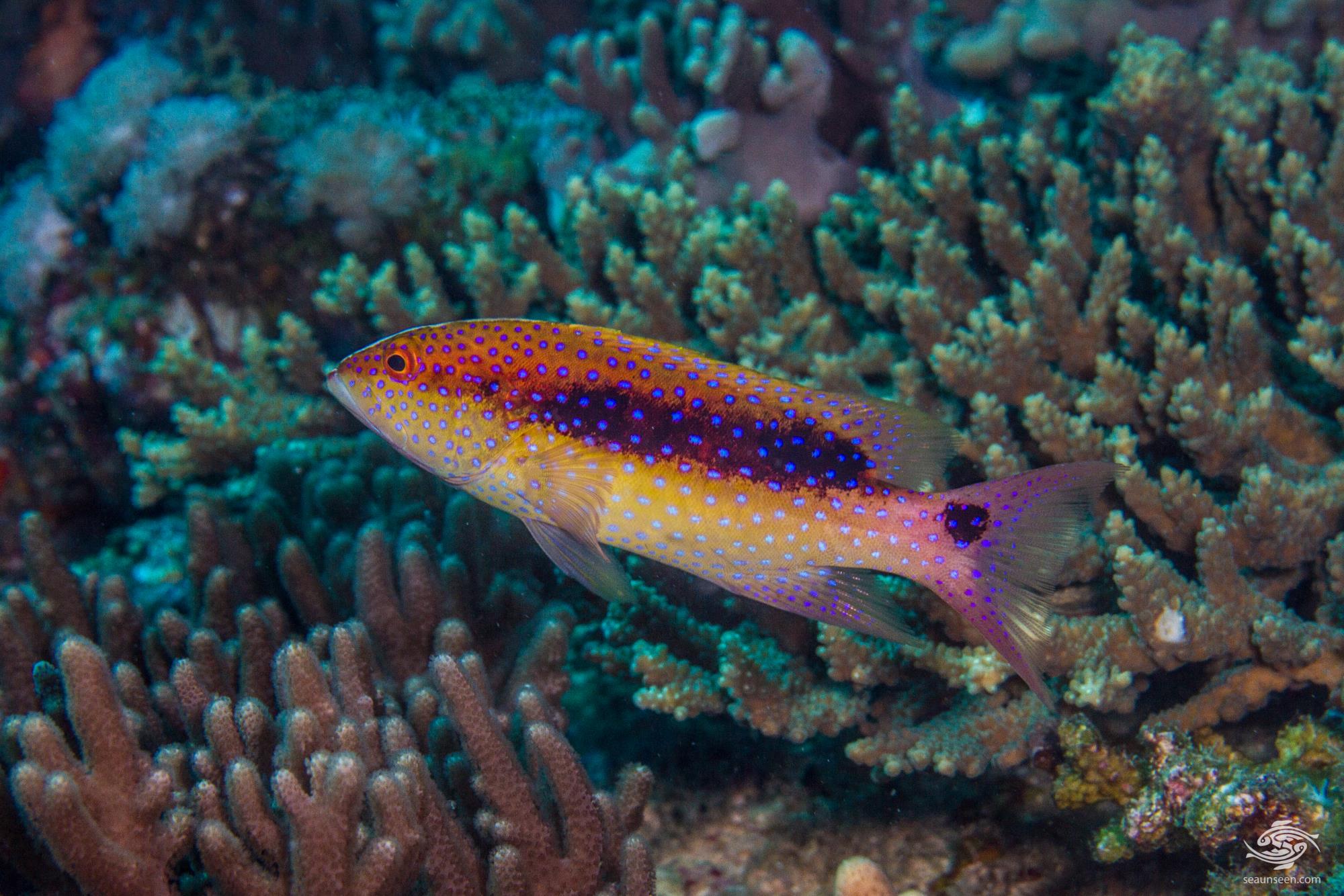 Rare Grouper