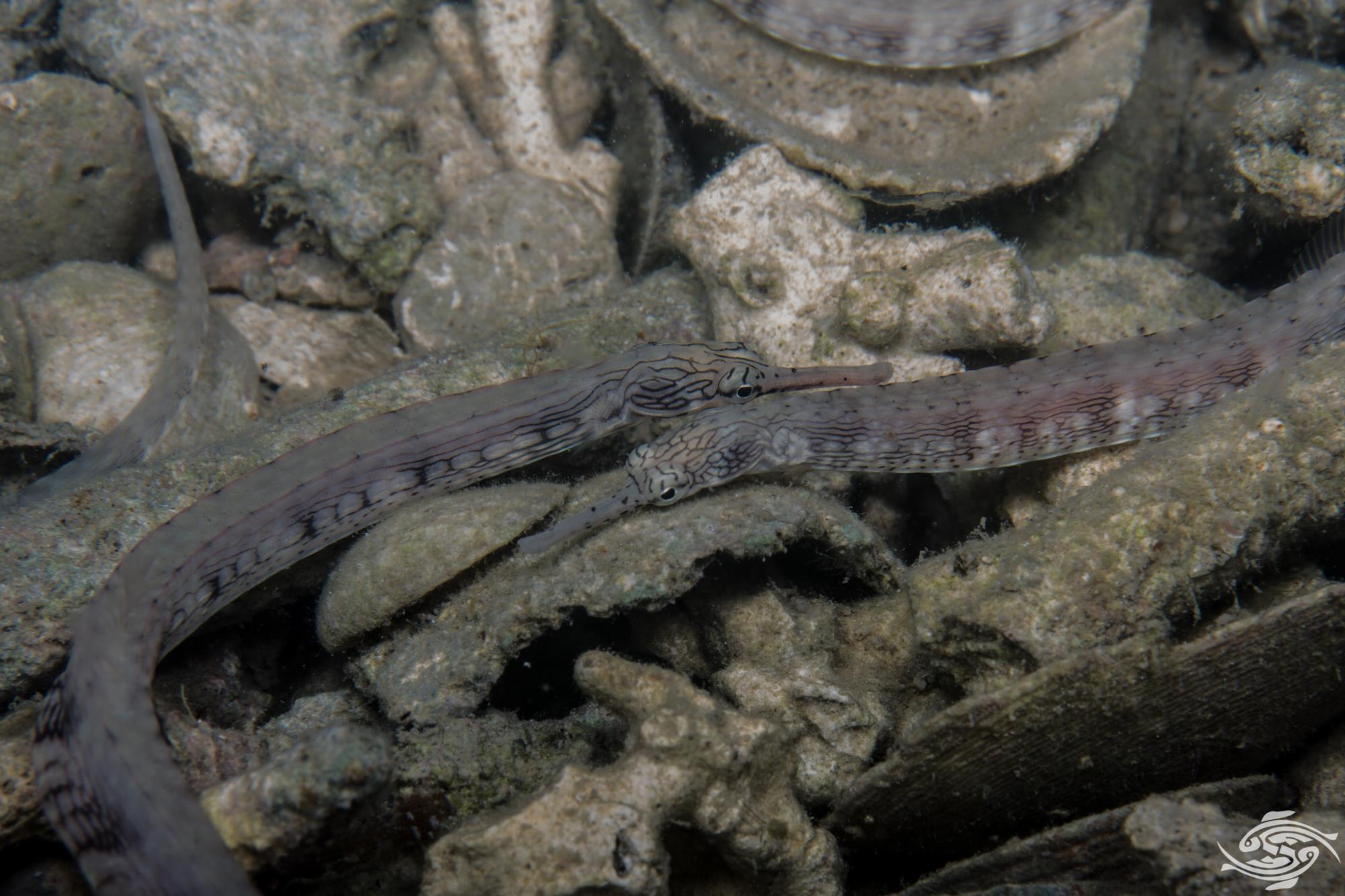 Pipefish